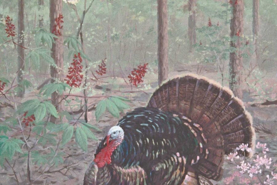 Mastering Turkey Hunting in the Southeast: Your Ultimate Preparation Guide