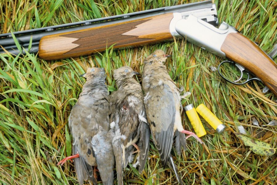 The Thrill of Dove Season in the South