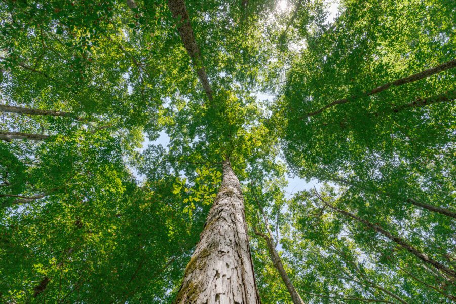 Custom Built Home on 26 +/- Ac in Lee County